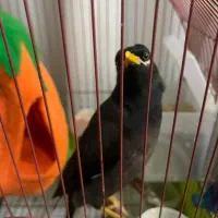 مرغ مینا دستی