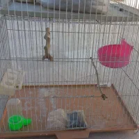 قفس پرنده