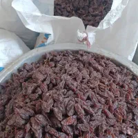کشمش ومویز خرما مخصوص آبگیری همراه باچرخ گوشت|خوردنی و آشامیدنی|کرمانشاه, |دیوار