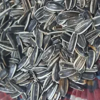 تخمه خام درشت امساله