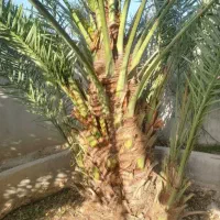 درآوردن پاجوش نخل
