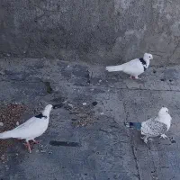 فروش فوری کبوتر|پرنده|خانمیرزا, |دیوار