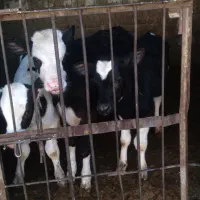 گوساله|حیوانات مزرعه|قنوات, |دیوار