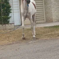 اسب سال ۷ سواری و باری|اسب و تجهیزات اسبسواری|چاف و چمخاله, |دیوار