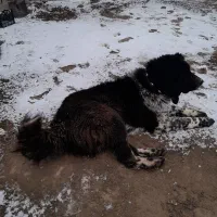 سگ ماده قدرجونی|سگ|مشکین‌دشت, |دیوار