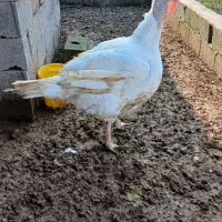 بوقلمون و اردک اسرائیلی و قاز ارگانیک|حیوانات مزرعه|آستانه اشرفیه, |دیوار