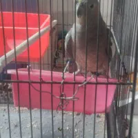 یک عروس هلندی