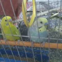 مرغ‌عشق‌