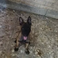 مالینویز درایو بالا کیفیت عالی