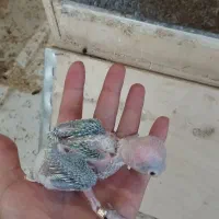 طوطی ملنگو سرلاکی