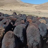 چت وتماس همیشه فعال است|حیوانات مزرعه|چاراویماق, |دیوار