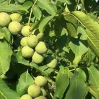 زمین تجاری مسکونی ساردو