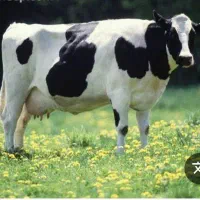 چیکلوک تازه خوشمزه