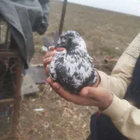 کبوتر مست مست 20تا