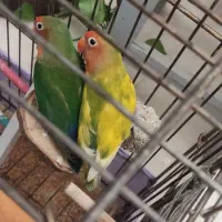 طوطی برزیلی جفت با همه وسایل|پرنده|گرمسار, |دیوار