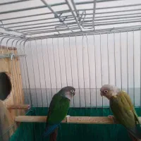 جفت گرینچیک|پرنده|یزد, |دیوار