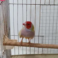 فنچ گلدین|پرنده|علیآباد کتول, |دیوار