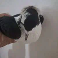 کبوتر|پرنده|تبریز, |دیوار