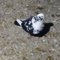 واگذاری کبوتر گرفتنی|پرنده|ارومیه, |دیوار