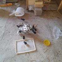 تخم مرغ نطفه دار گلین|حیوانات مزرعه|شهرضا, |دیوار