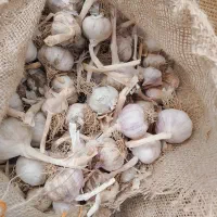 سیرقرمز