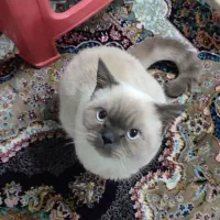 گربه بریتیش (هیمالین)فوری