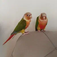یک جفت طوطی گرینچیک آناناسی دبل رد