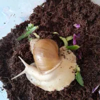 حلزون ۱۷ سانتی|خزنده|تهران, بلورسازی|دیوار