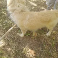 پا کوتاه نژاد دار|سگ|باروق, |دیوار