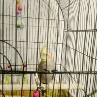 عروس هلندی نر|پرنده|همدان, |دیوار