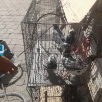 فروش کفتر