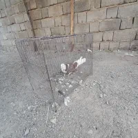 یک عدد کفتر شازدی اصل