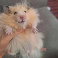 همستر کرم رنگ سوری