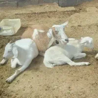 ۴راس بز شیری سانن آلپاین دورگ