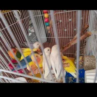 فروش طوطی  کوتوله دستی رنگ خاص|پرنده|نجف‌آباد, ولیعصر|دیوار