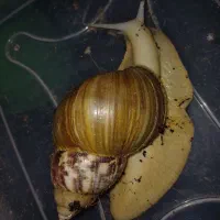 بچه حلزون