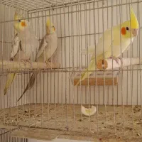 عروس هلندی|پرنده|آذرشهر, |دیوار