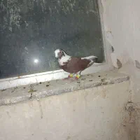 سه تا حیوون|پرنده|نیشابور, شهرک فیروزه|دیوار