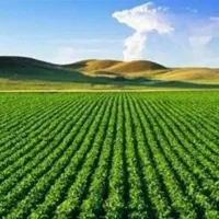 زمین کشاورزی