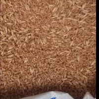 فروش گندم سالم ودانه مرغی شکسته