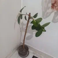 گل فیکوس|گل و گیاه طبیعی|زنجان, |دیوار