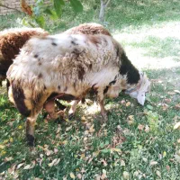 قوچ پلنگی|حیوانات مزرعه|قلقل رود, |دیوار
