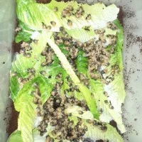 حلزون آچاتینا|خزنده|تهران, زرکش|دیوار