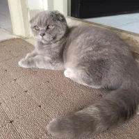 دختر اسکاتیش فلد|گربه|کاشان, شهرک امیرالمومنین|دیوار