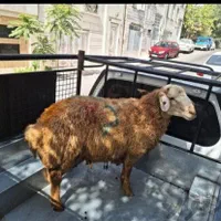 گوسفند زنده کربلای|حیوانات مزرعه|ری, |دیوار