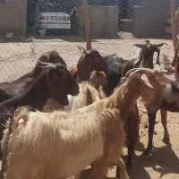 فروش بز و بزغاله و بره شالی