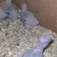 جوجه گرینچیک سرلاکی