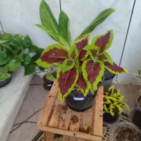 وام خانگی،معتبر،رسمی