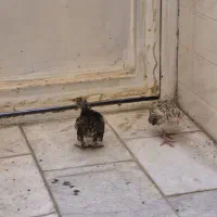 ۱جفت جوجه بلدرچین