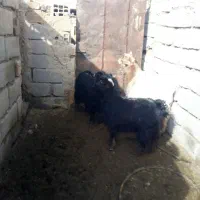 بزغاله|حیوانات مزرعه|بیرجند, |دیوار